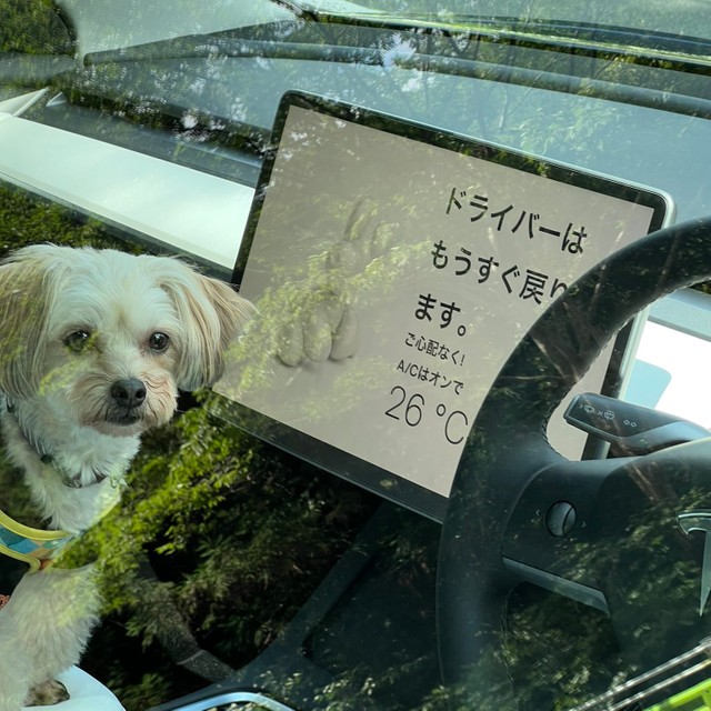 「ドライバーはもうすぐ…」車の助手席に犬、空っぽの運転席にメッセージ テスラの最新機能に驚き