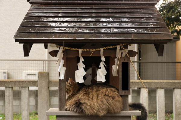 amazon, 発売したてのキヤノン「eos r8」と10倍ズームレンズを持って休日の神社猫を撮る