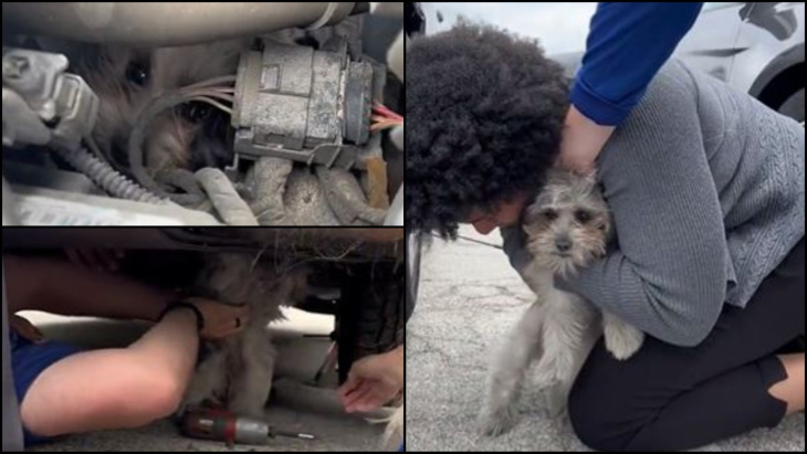 車のエンジンの中で50kmも閉じ込められていた小型犬「bonbon」を救出
