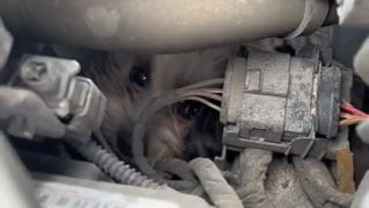車のエンジンの中で50kmも閉じ込められていた小型犬「bonbon」を救出